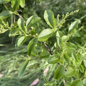 Ligustrum sinense at Bruce, ACT - 27 Oct 2021 05:16 PM