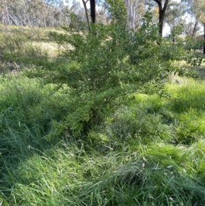 Ligustrum sinense at Bruce, ACT - 27 Oct 2021 05:16 PM