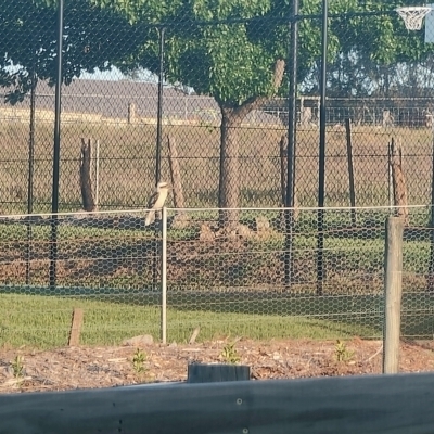 Dacelo novaeguineae (Laughing Kookaburra) at Wilton, NSW - 27 Oct 2021 by ScottWebster