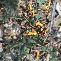 Daviesia ulicifolia subsp. ruscifolia (Broad-leaved Gorse Bitter Pea) at Rendezvous Creek, ACT - 24 Oct 2021 by Tapirlord