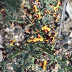 Daviesia ulicifolia subsp. ruscifolia at Rendezvous Creek, ACT - 24 Oct 2021 11:01 AM