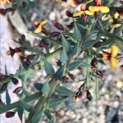 Daviesia ulicifolia subsp. ruscifolia at Rendezvous Creek, ACT - 24 Oct 2021