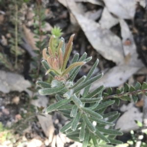 Grevillea lanigera at Rendezvous Creek, ACT - 24 Oct 2021 11:03 AM