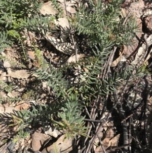 Grevillea lanigera at Rendezvous Creek, ACT - 24 Oct 2021