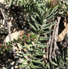 Grevillea lanigera at Rendezvous Creek, ACT - 24 Oct 2021 11:03 AM