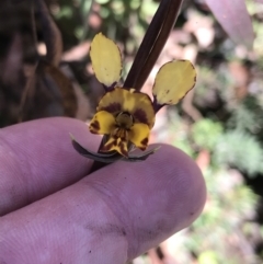 Diuris semilunulata (Late Leopard Orchid) at Rendezvous Creek, ACT - 24 Oct 2021 by Tapirlord
