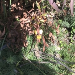 Diuris semilunulata at Rendezvous Creek, ACT - suppressed