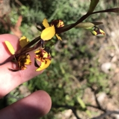 Diuris semilunulata at Rendezvous Creek, ACT - 24 Oct 2021