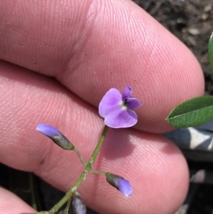 Glycine clandestina at Rendezvous Creek, ACT - 24 Oct 2021