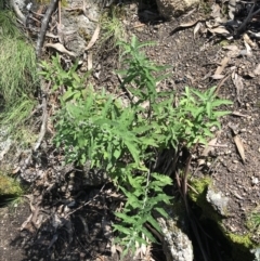 Olearia phlogopappa subsp. continentalis at Rendezvous Creek, ACT - 24 Oct 2021 12:15 PM