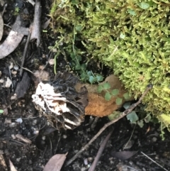 Morchella elata group (Morel) at Rendezvous Creek, ACT - 24 Oct 2021 by Tapirlord