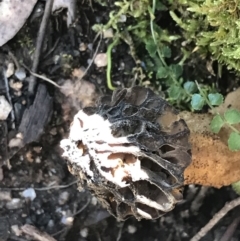 Morchella elata group at Rendezvous Creek, ACT - 24 Oct 2021