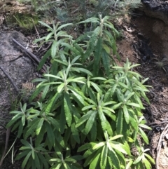 Bedfordia arborescens at Rendezvous Creek, ACT - 24 Oct 2021 12:19 PM