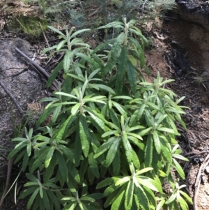 Bedfordia arborescens at Rendezvous Creek, ACT - 24 Oct 2021 12:19 PM