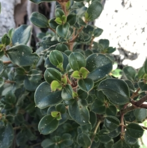 Coprosma hirtella at Rendezvous Creek, ACT - 24 Oct 2021