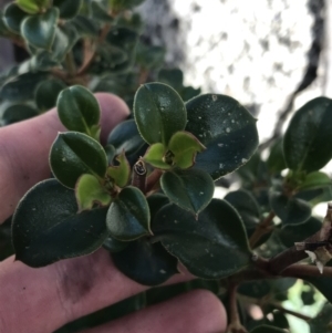 Coprosma hirtella at Rendezvous Creek, ACT - 24 Oct 2021