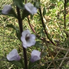 Euphrasia collina subsp. paludosa at Namadgi National Park - 24 Oct 2021 by Tapirlord