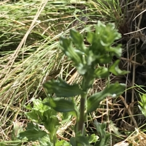 Euphrasia collina subsp. paludosa at Rendezvous Creek, ACT - 24 Oct 2021
