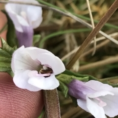 Euphrasia collina subsp. paludosa at Rendezvous Creek, ACT - 24 Oct 2021 12:29 PM