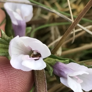 Euphrasia collina subsp. paludosa at Rendezvous Creek, ACT - 24 Oct 2021 12:29 PM