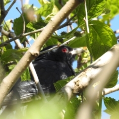 Eudynamys orientalis (Pacific Koel) at Kambah, ACT - 27 Oct 2021 by HelenCross