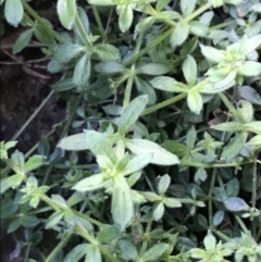 Galium polyanthum (Rockpile Bedstraw) at Mount Clear, ACT - 24 Oct 2021 by Tapirlord