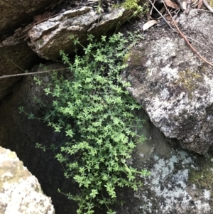 Galium polyanthum at Mount Clear, ACT - 24 Oct 2021