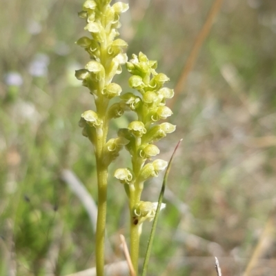 Microtis unifolia (Common Onion Orchid) at Throsby, ACT - 27 Oct 2021 by mlech