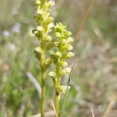 Microtis unifolia (Common onion orchid) at Throsby, ACT - 26 Oct 2021 by mlech