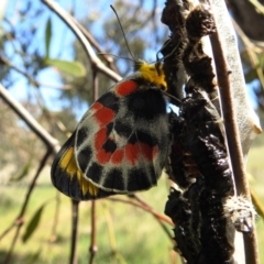 Delias harpalyce (Imperial Jezebel) at Kambah, ACT - 27 Oct 2021 by HelenCross