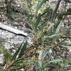 Daviesia mimosoides subsp. mimosoides at Rendezvous Creek, ACT - 24 Oct 2021