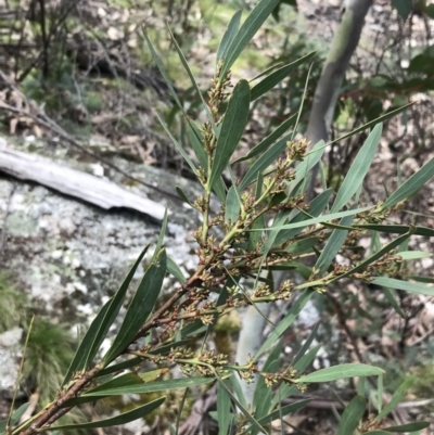 Daviesia mimosoides subsp. mimosoides at Rendezvous Creek, ACT - 24 Oct 2021 by Tapirlord