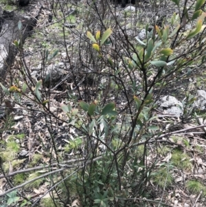 Daviesia mimosoides subsp. mimosoides at Rendezvous Creek, ACT - 24 Oct 2021