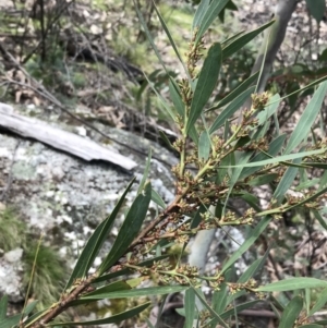 Daviesia mimosoides subsp. mimosoides at Rendezvous Creek, ACT - 24 Oct 2021 12:48 PM