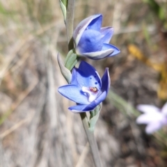 Thelymitra juncifolia (Dotted Sun Orchid) at Black Mountain - 22 Oct 2021 by mlech