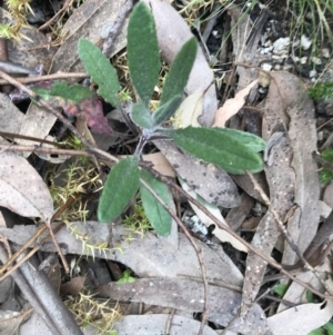 Senecio prenanthoides at Rendezvous Creek, ACT - 24 Oct 2021 12:49 PM