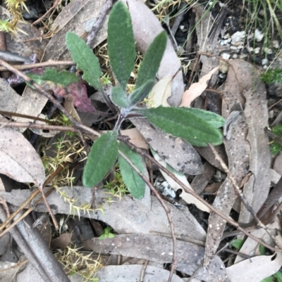 Senecio prenanthoides (Common Forest Fireweed) at Rendezvous Creek, ACT - 24 Oct 2021 by Tapirlord