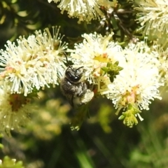 Leioproctus sp. (genus) (Plaster bee) at Kambah, ACT - 27 Oct 2021 by HelenCross