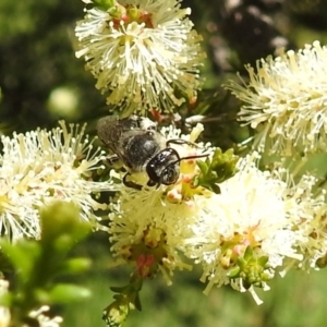 Leioproctus sp. (genus) at Kambah, ACT - suppressed