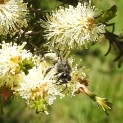 Leioproctus sp. (genus) at Kambah, ACT - suppressed