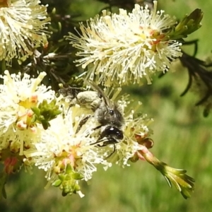 Leioproctus sp. (genus) at Kambah, ACT - suppressed