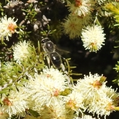 Leioproctus sp. (genus) at Kambah, ACT - 27 Oct 2021