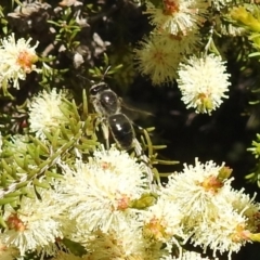 Leioproctus sp. (genus) at Kambah, ACT - suppressed