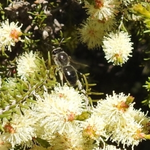 Leioproctus sp. (genus) at Kambah, ACT - suppressed