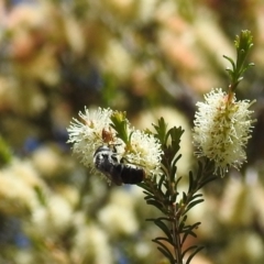 Leioproctus sp. (genus) at Kambah, ACT - suppressed