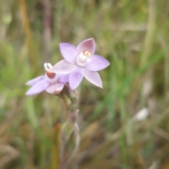 Thelymitra sp. (pauciflora complex) (Sun Orchid) at Black Mountain - 23 Oct 2021 by mlech