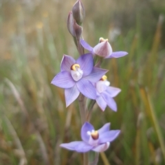 Thelymitra sp. (pauciflora complex) (Sun Orchid) at Black Mountain - 23 Oct 2021 by mlech