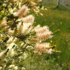 Melaleuca parvistaminea (Small-flowered Honey-myrtle) at Kambah, ACT - 27 Oct 2021 by HelenCross