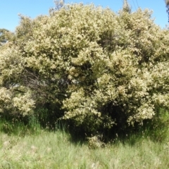 Melaleuca parvistaminea at Kambah, ACT - 27 Oct 2021