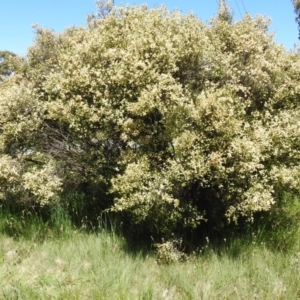 Melaleuca parvistaminea at Kambah, ACT - suppressed